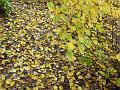 2007-1103_1345_Autumn_leaves_15,5_C